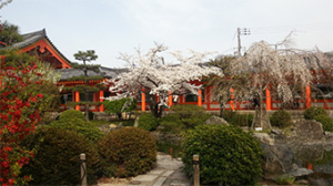 Kirschblüte Kyoto