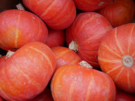 Zeit für Hokkaido-Kürbis! – 打木赤皮甘栗かぼちゃ – Japan begeistert!