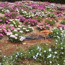 Nokonoshima Island Park Blumenbeet (Foto: copyright 2016 fduprel)